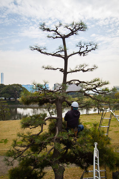 pruning