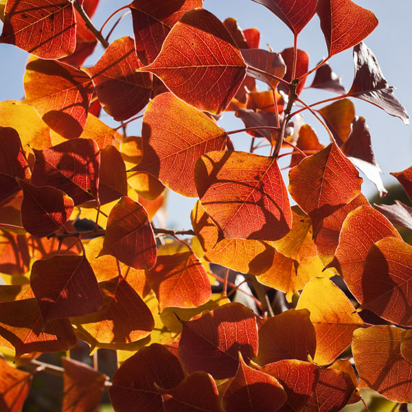 backlit autumn leaves