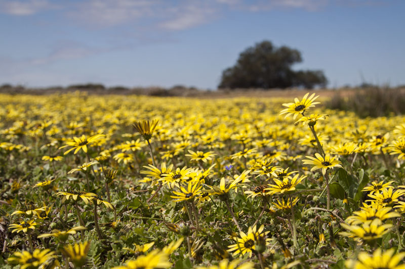 carpet of daisies