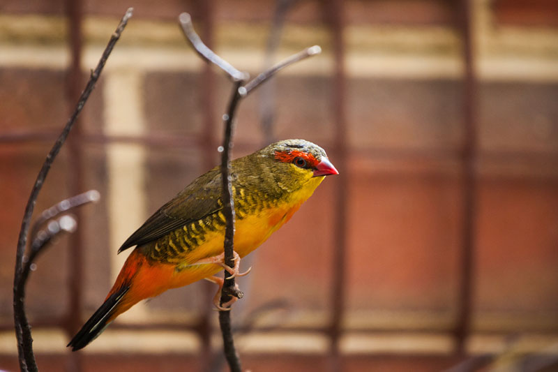 adult male Yellow-Breasted Waxbill Finch