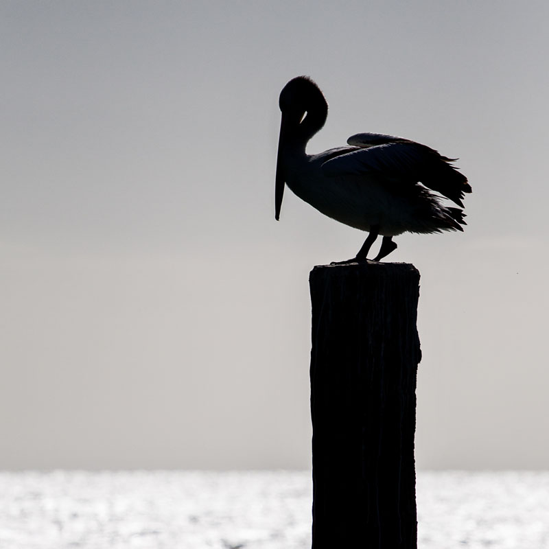 preening pelican