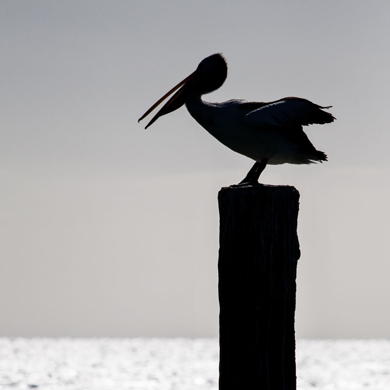 pelican stretching its wings