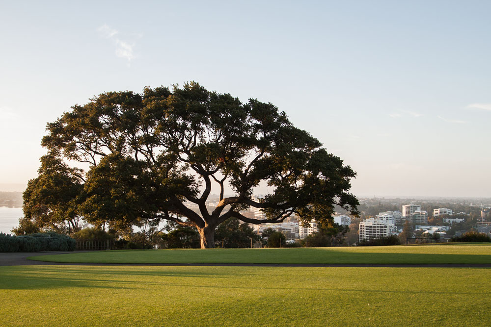 tree