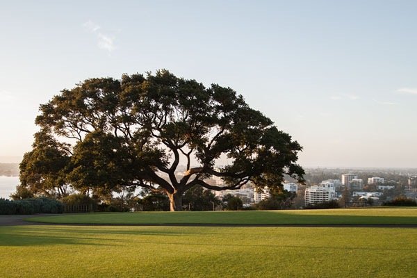 tree