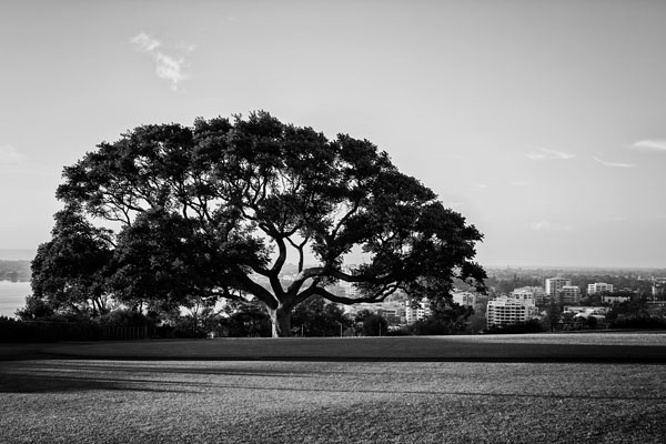 tree