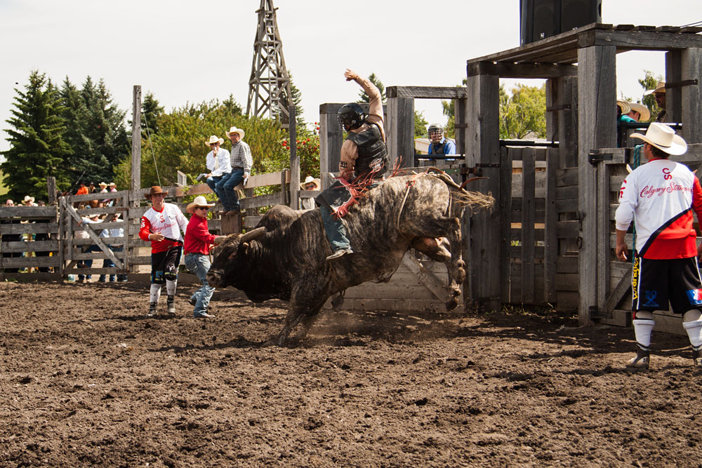 bull riding action at the rodeo