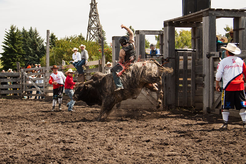 bull riding action