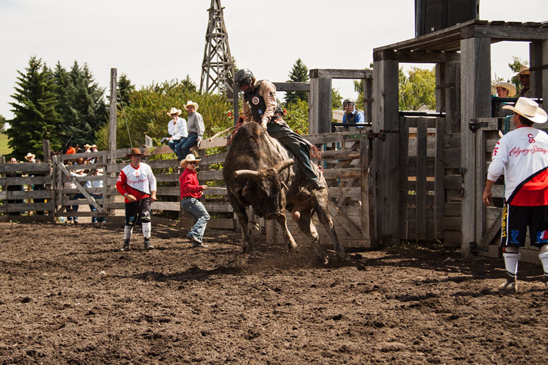 bull riding action