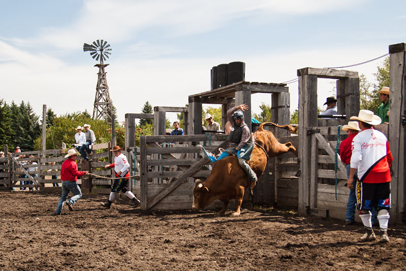 bull riding action