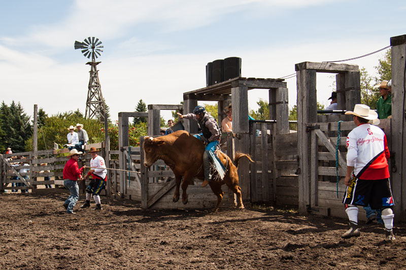 bull riding action
