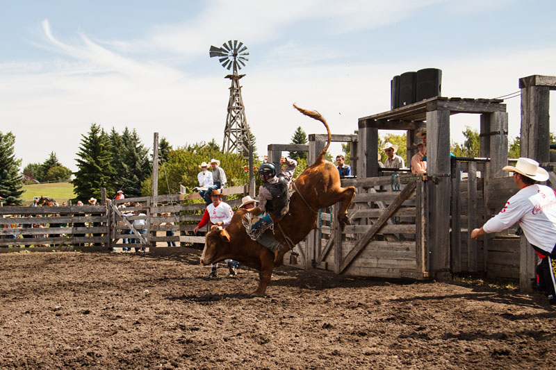 bull riding action