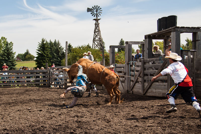 bull riding action