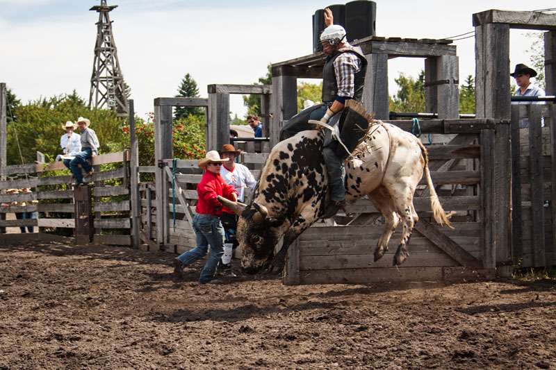 bull riding action