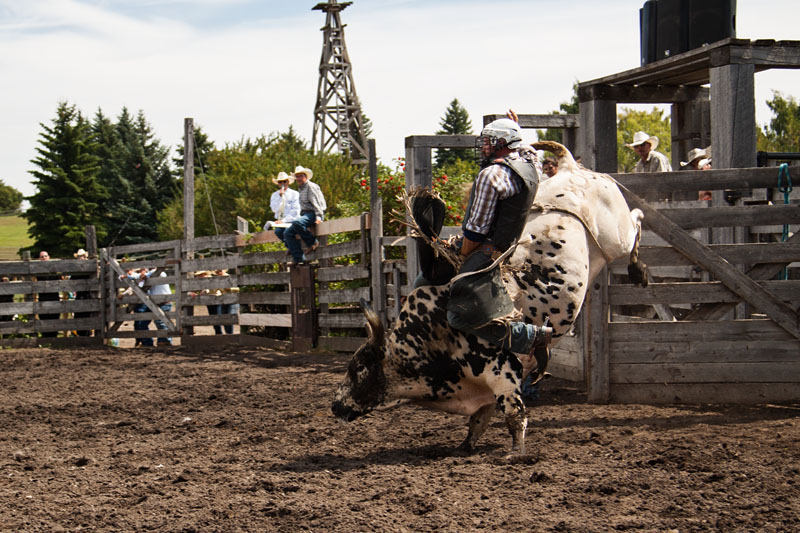 bull riding action