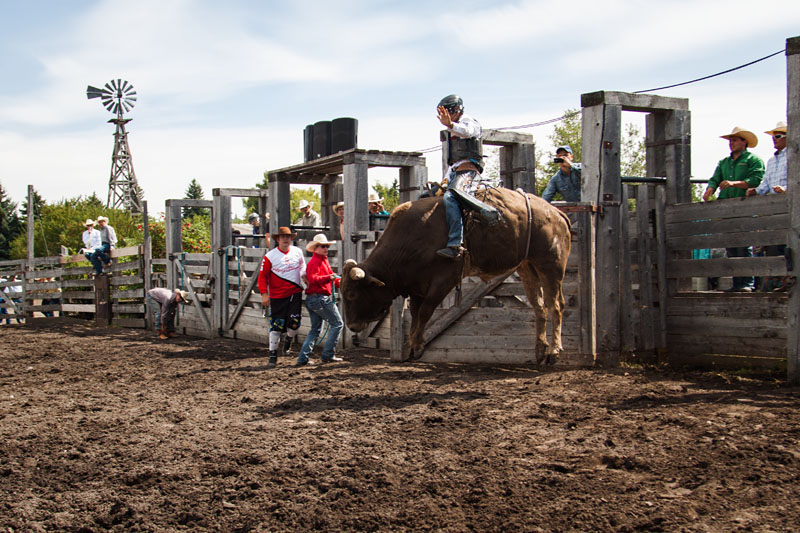 bull riding action