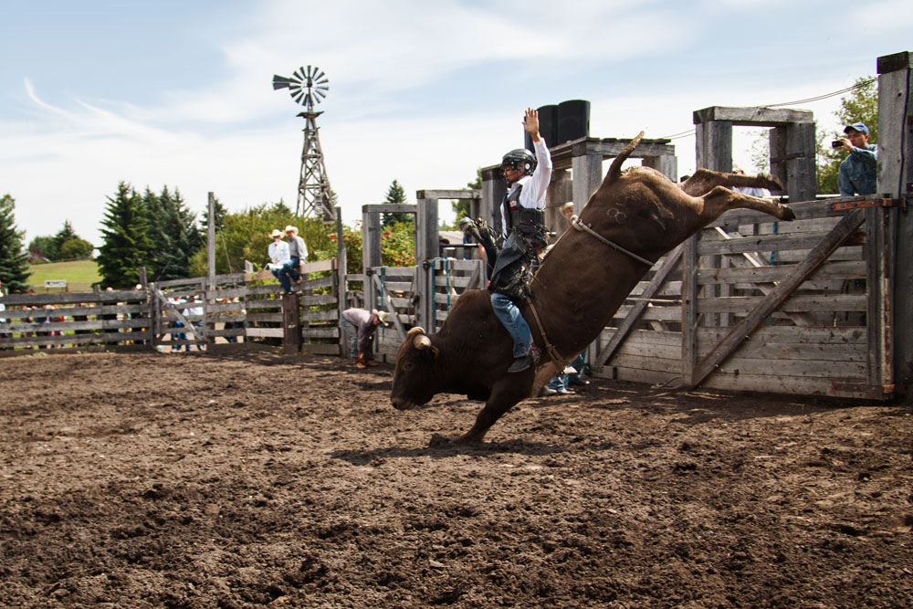 bull riding action at the rodeo