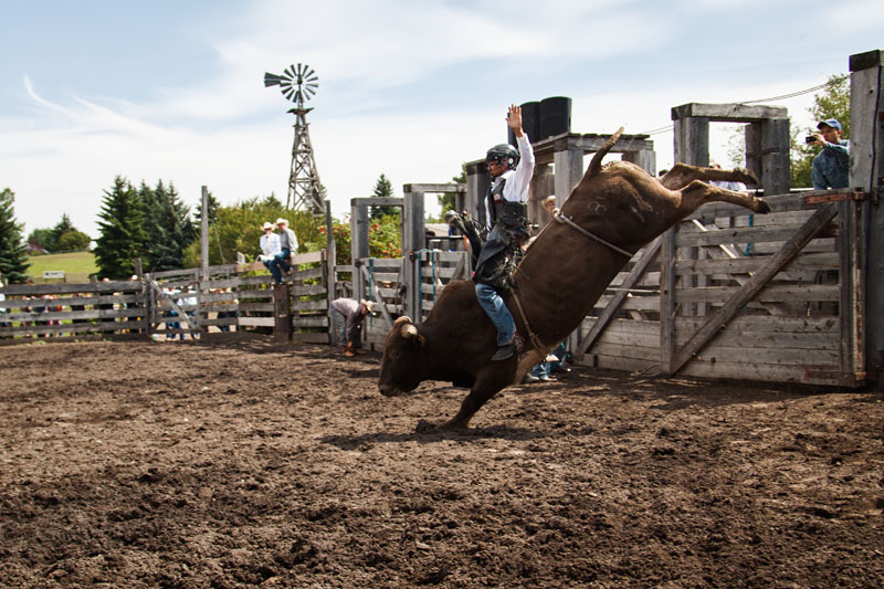 bull riding action
