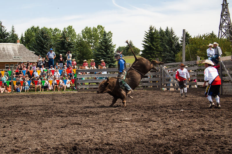 bull riding action