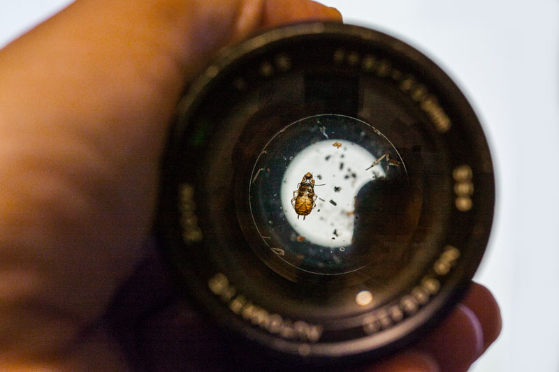 a dead cockroach