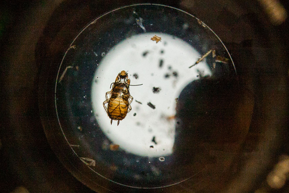 taking a closer look at the cockroach