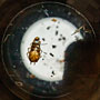 taking a closer look at the cockroach