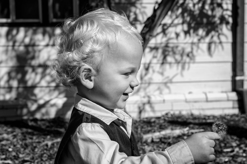 blowing dandelions
