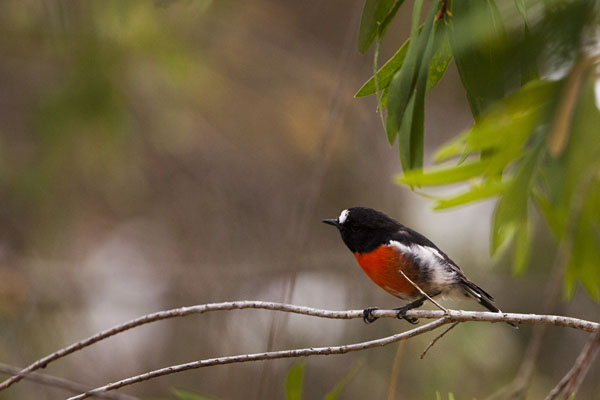 male Scarlet Robin