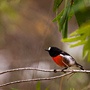 male Scarlet Robin