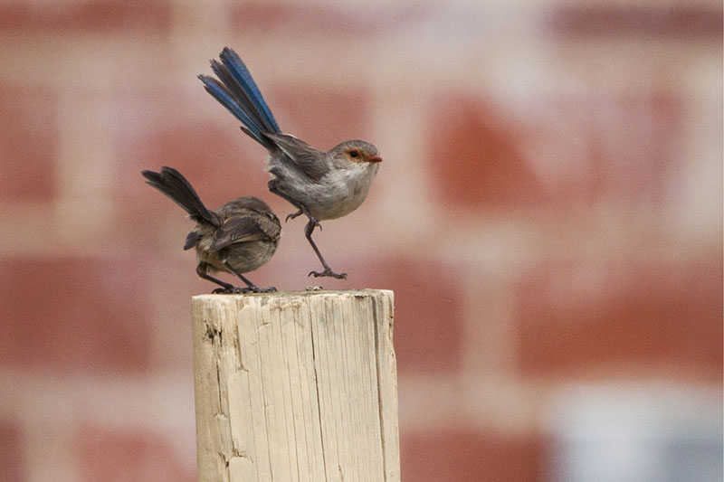 Ninja Wren