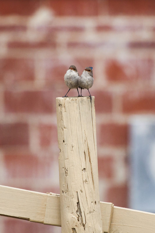pair of Splendid Fairy-Wrens