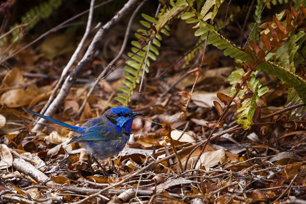 male Splendid Fairy-Wren (Western form)
