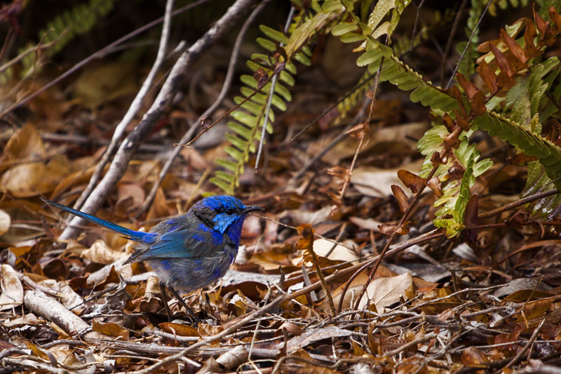 male Splendid Fairy-Wren (Western form)