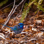 male Splendid Fairy-Wren (Western form)