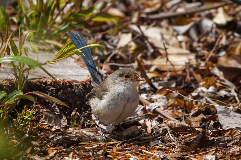 female Splendid Fairy-Wren (Western form)