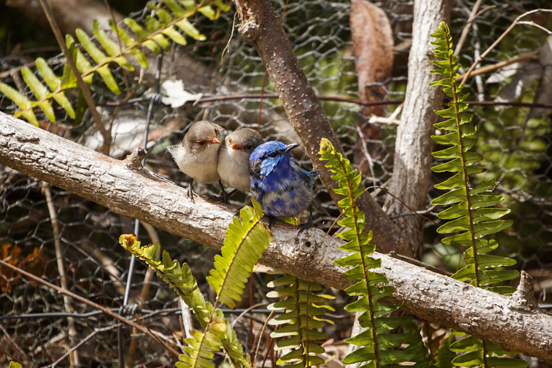 a trio of Splendid Fairy-Wrens (Western form)