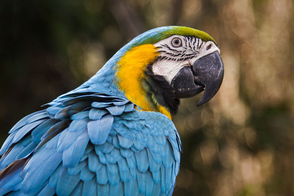 Blue and Yellow Macaw