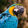 Blue and Yellow Macaw
