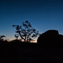 silhouettes just before sunrise