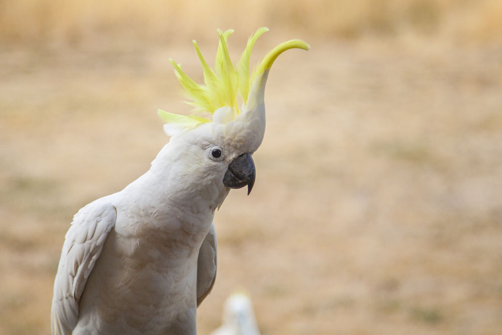 sulphur-crested cockatoo