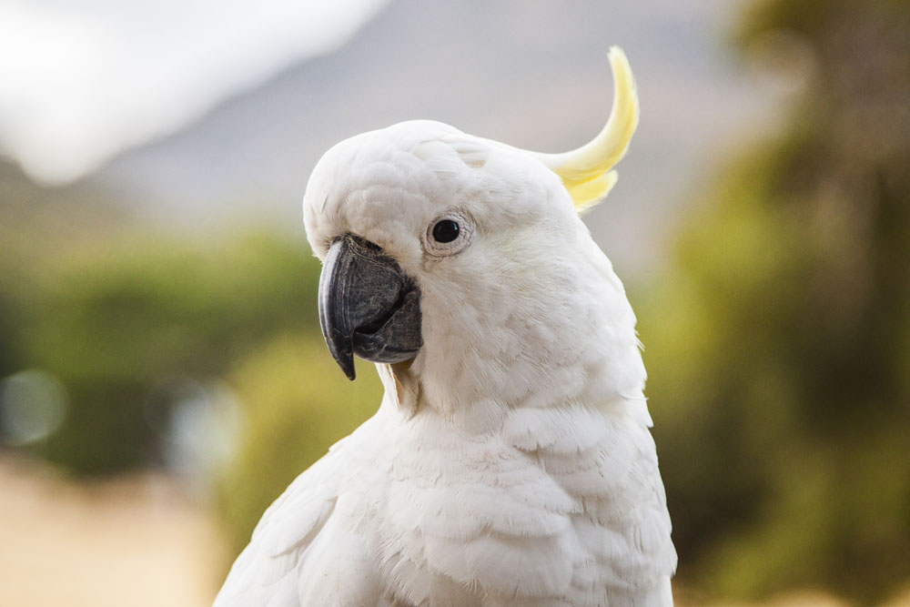 sulphur-crested cockatoo