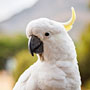 sulphur-crested cockatoo