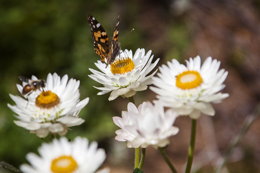 butterfly on everlasting flower