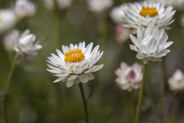 everlasting flowers