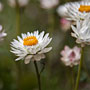 everlasting flowers