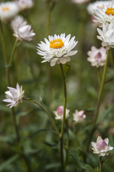 everlasting flowers