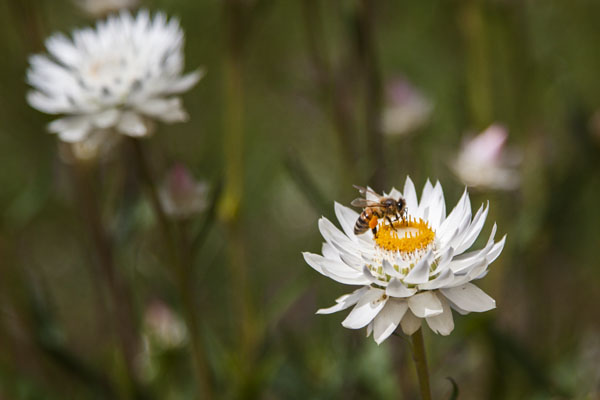 bee on everlasting flower