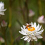 bee on everlasting flower