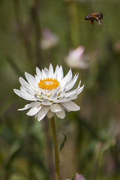 bee departing from everlasting flower