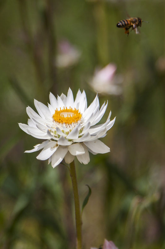 bee departing from everlasting flower