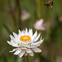 bee departing from everlasting flower